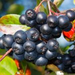 Рябина черноплодная, семена, лесосад