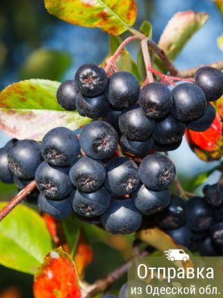 Рябина черноплодная, семена, лесосад