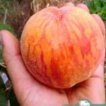 Персик Т-3 (T-3 Peach), саженцы, лесосад Персик Т-3 (T-3 Peach), саженцы, лесосад