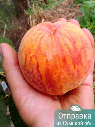 Персик Т-3 (T-3 Peach), саженцы, лесосад