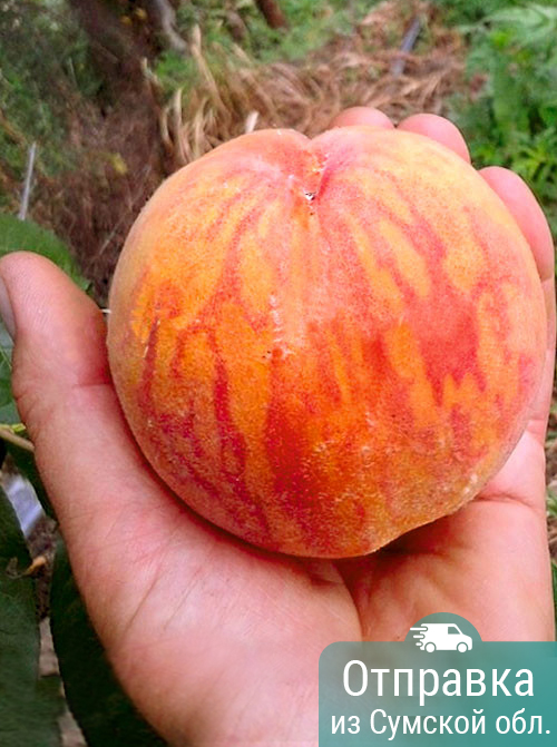 Персик Т-3 (T-3 Peach), саженцы, лесосад Персик Т-3 (T-3 Peach), саженцы, лесосад