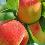 Персик Т-3, саженцы, лесосад