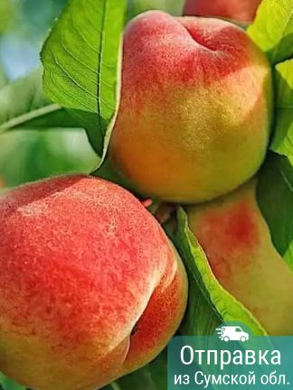 Персик Т-3, саженцы, лесосад