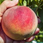 Персик Т-5 (T-5 Peach), саженцы, лесосад Персик Т-5 (T-5 Peach), саженцы, лесосад