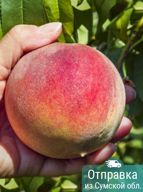 Персик Т-5 (T-5 Peach), саженцы, лесосад Персик Т-5 (T-5 Peach), саженцы, лесосад