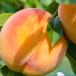 Персик Tendresse, саженцы, лесосад