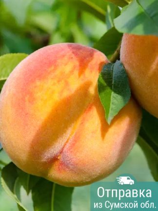 Персик Tendresse, саженцы, лесосад