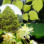 Липа мелколистная, семена, лесосад