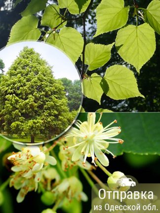 Липа мелколистная, семена, лесосад