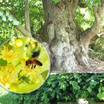 Липа крупнолистная, семена, лесосад