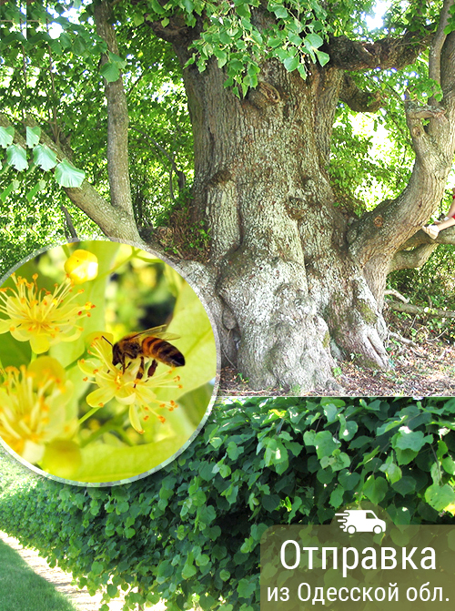 Липа крупнолистная, семена, лесосад Липа крупнолистная, семена, лесосад