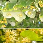 Липа пушистая, семена, лесосад