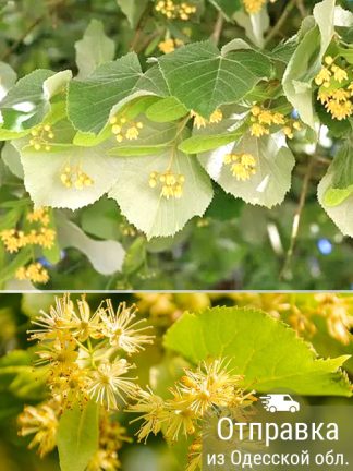 Липа пушистая, семена, лесосад