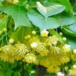 Липа крымская, семена, лесосад