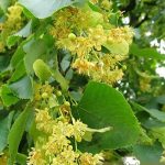 Липа европейская, семена, лесосад