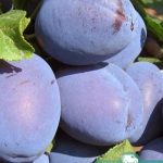 Слива Топ Гигант, саженцы, лесосад