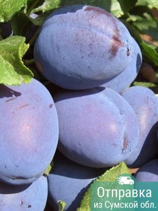 Слива Топ Гигант, саженцы, лесосад