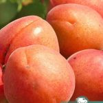 Абрикос Цунами, саженцы, лесосад