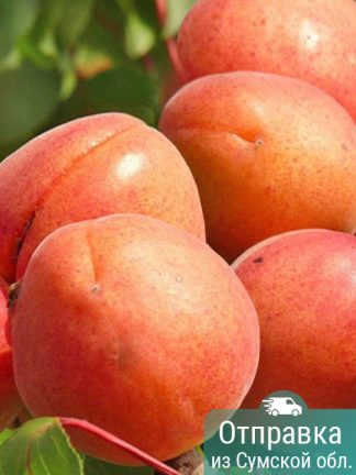 Абрикос Цунами, саженцы, лесосад