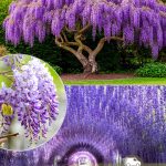 Глициния, вистерия, семена, лесосад