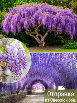 Глициния, вистерия, семена, лесосад