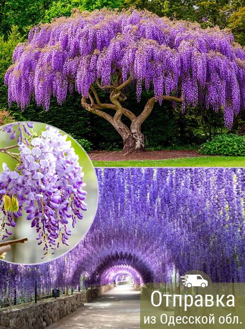 Глициния, вистерия, семена, лесосад Глициния, вистерия, семена, лесосад