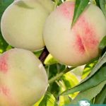 Персик Белый лебедь, саженцы, лесосад