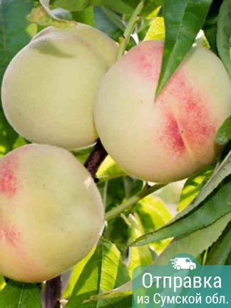 Персик Белый лебедь, саженцы, лесосад