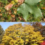 Клен полевой, семена, лесосад