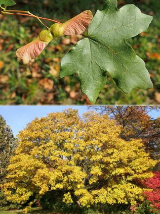 Клен полевой, семена, лесосад
