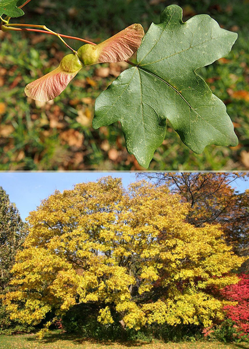 Acer campestre Клен полевой, семена, лесосад