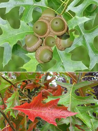 Дуб болотный, семена, лесосад