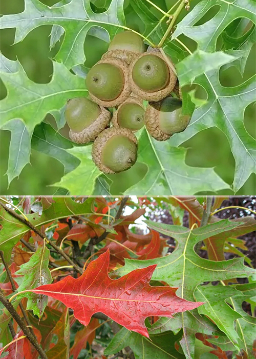 Дуб болотный, семена, лесосад Дуб болотный, семена, лесосад