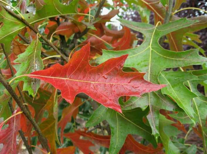 Дуб болотный, семена, лесосад Дуб болотный, семена, лесосад