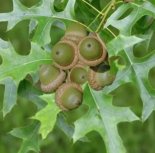 Quercus palustris3