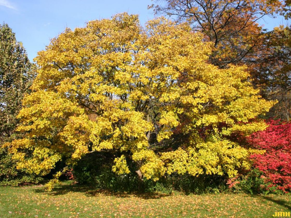 Клен полевой, семена, лесосад