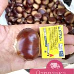 Каштан посевной, съедобный, саженцы, Лесосад