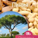 Сосна Итальянская, Пиния, семена, Лесосад