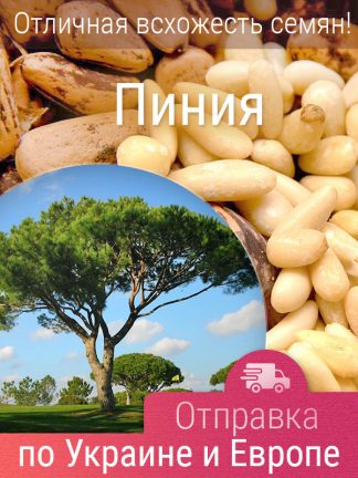 Сосна Итальянская, Пиния, семена, Лесоссад
