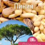 Сосна итальянская Пиния, семена, Лесосад