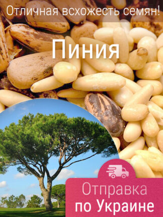 Сосна итальянская Пиния, семена, Лесосад